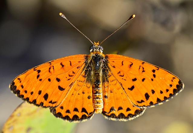 پروانه ایرانی - Melitaea Persea