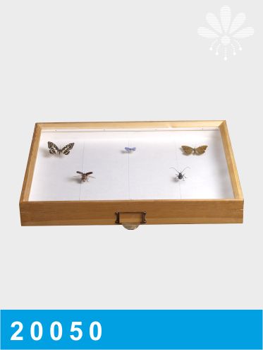 جعبه حشرات کرنل