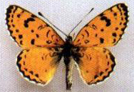 پروانه ایرانی - Melitaea Persea