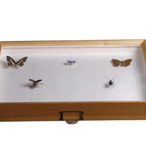 جعبه حشرات - Insect Box